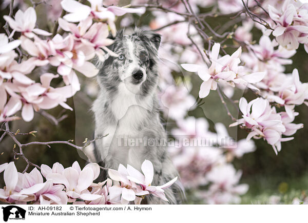 Miniature Australian Shepherd / Miniature Australian Shepherd / AH-09182