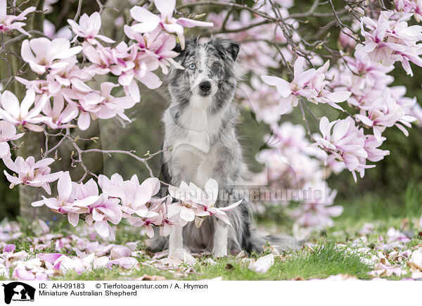 Miniature Australian Shepherd / Miniature Australian Shepherd / AH-09183