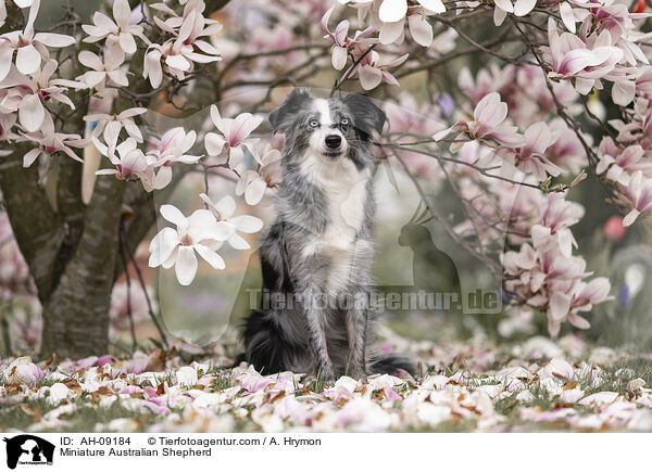 Miniature Australian Shepherd / Miniature Australian Shepherd / AH-09184