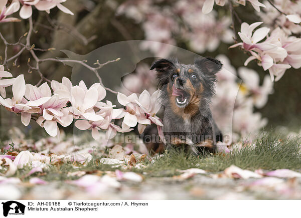 Miniature Australian Shepherd / Miniature Australian Shepherd / AH-09188