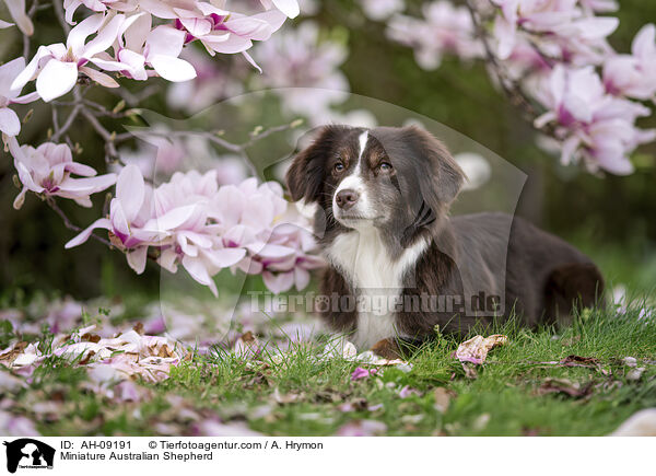Miniature Australian Shepherd / Miniature Australian Shepherd / AH-09191
