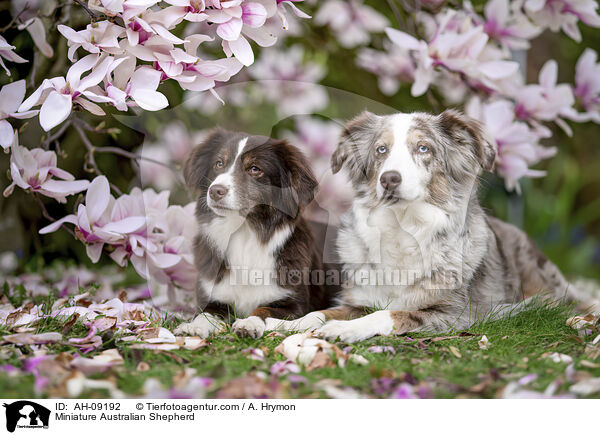 Miniature Australian Shepherd / Miniature Australian Shepherd / AH-09192