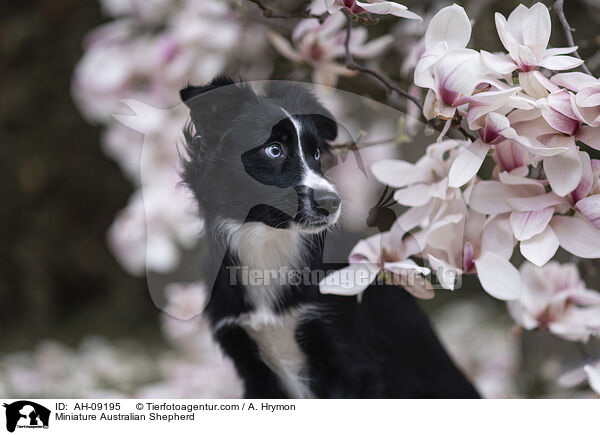 Miniature Australian Shepherd / Miniature Australian Shepherd / AH-09195