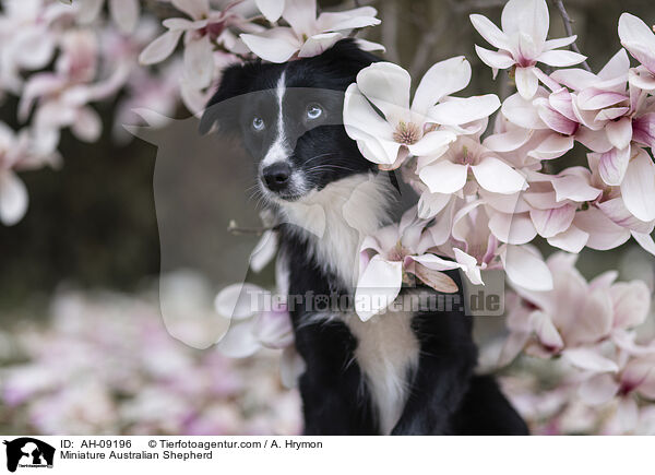 Miniature Australian Shepherd / Miniature Australian Shepherd / AH-09196