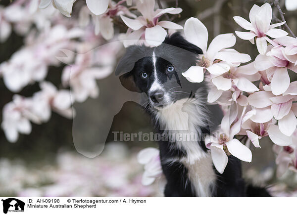 Miniature Australian Shepherd / Miniature Australian Shepherd / AH-09198