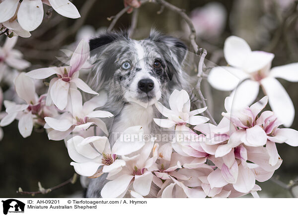Miniature Australian Shepherd / Miniature Australian Shepherd / AH-09201