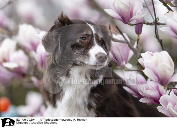Miniature Australian Shepherd / Miniature Australian Shepherd / AH-09204