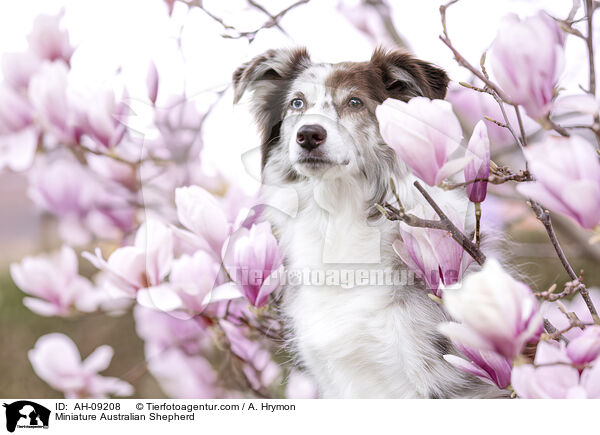 Miniature Australian Shepherd / Miniature Australian Shepherd / AH-09208