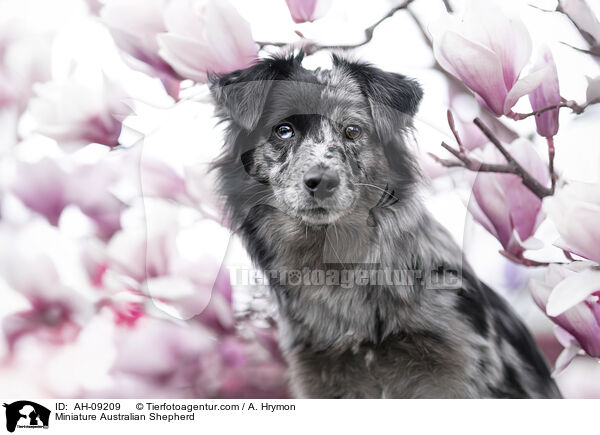 Miniature Australian Shepherd / Miniature Australian Shepherd / AH-09209
