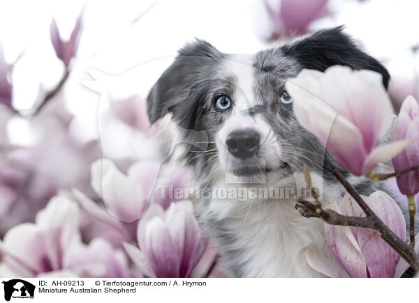 Miniature Australian Shepherd / Miniature Australian Shepherd / AH-09213