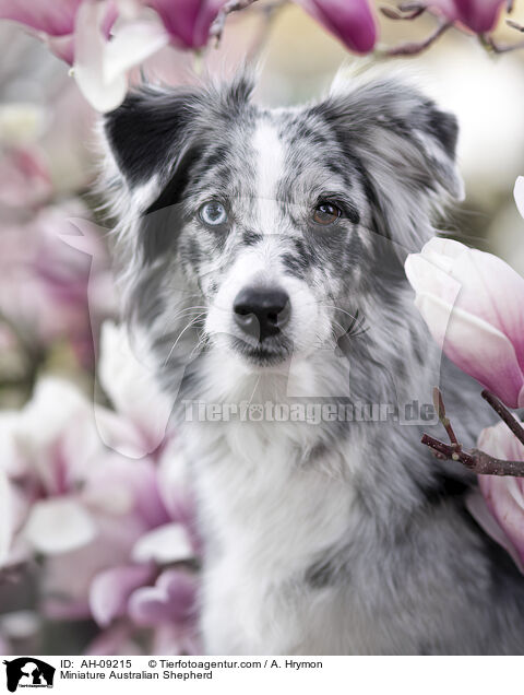 Miniature Australian Shepherd / Miniature Australian Shepherd / AH-09215