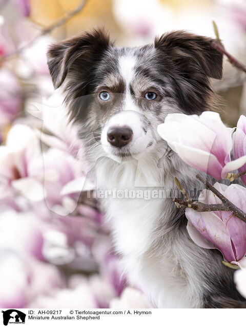 Miniature Australian Shepherd / Miniature Australian Shepherd / AH-09217