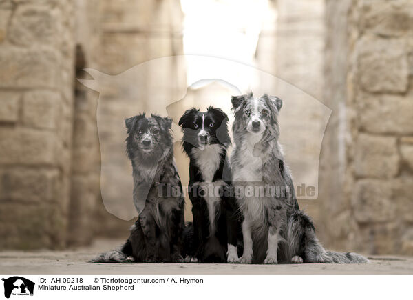 Miniature Australian Shepherd / Miniature Australian Shepherd / AH-09218