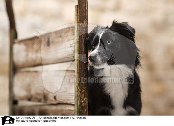 Miniature Australian Shepherd / Miniature Australian Shepherd / AH-09220