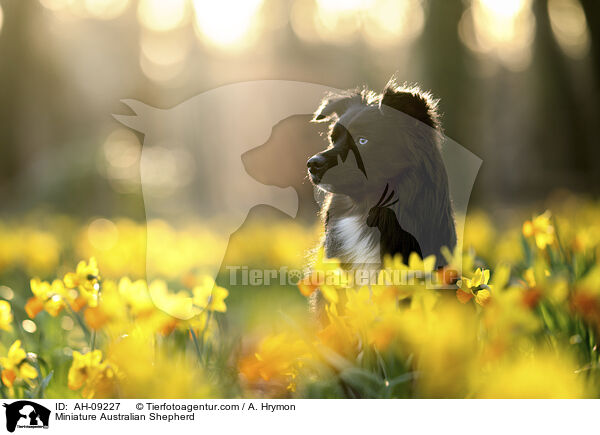 Miniature Australian Shepherd / Miniature Australian Shepherd / AH-09227