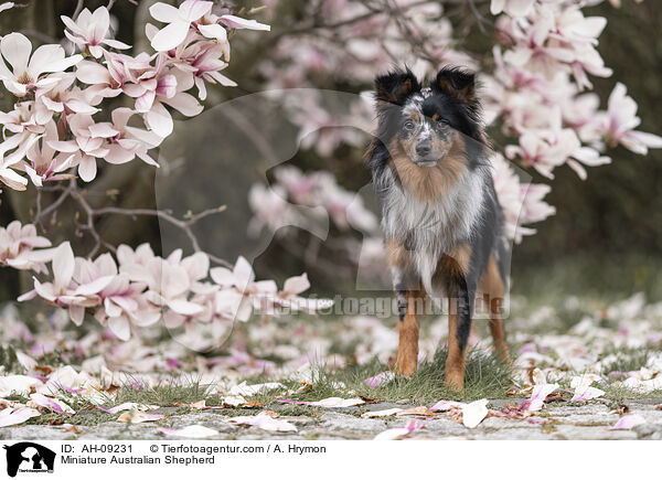 Miniature Australian Shepherd / Miniature Australian Shepherd / AH-09231