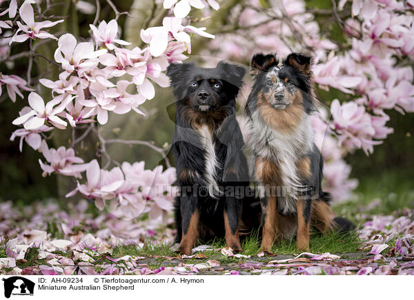 Miniature Australian Shepherd / Miniature Australian Shepherd / AH-09234