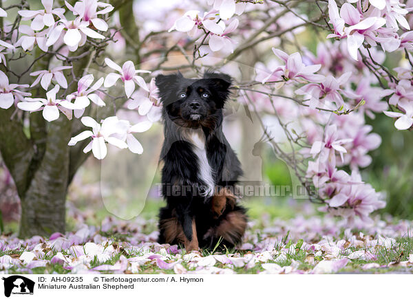 Miniature Australian Shepherd / Miniature Australian Shepherd / AH-09235