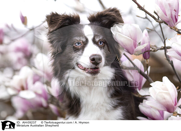 Miniature Australian Shepherd / Miniature Australian Shepherd / AH-09237