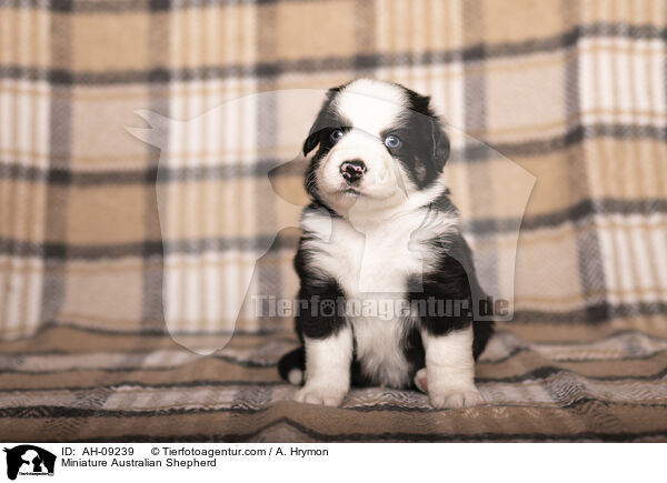 Miniature Australian Shepherd / Miniature Australian Shepherd / AH-09239