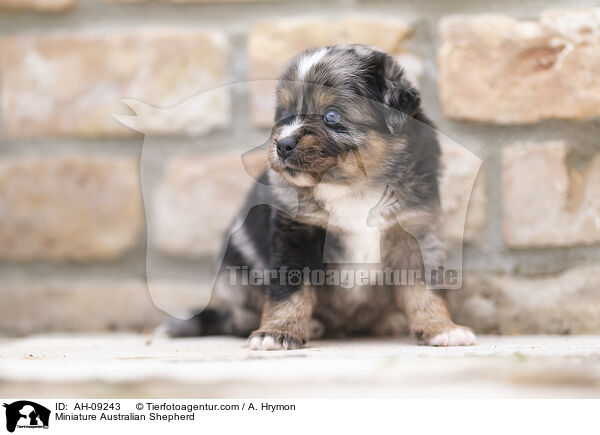 Miniature Australian Shepherd / Miniature Australian Shepherd / AH-09243