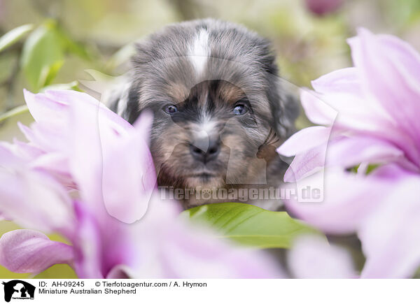 Miniature Australian Shepherd / Miniature Australian Shepherd / AH-09245