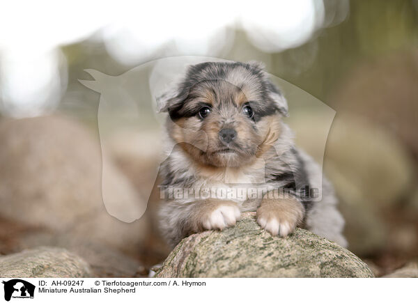 Miniature Australian Shepherd / Miniature Australian Shepherd / AH-09247
