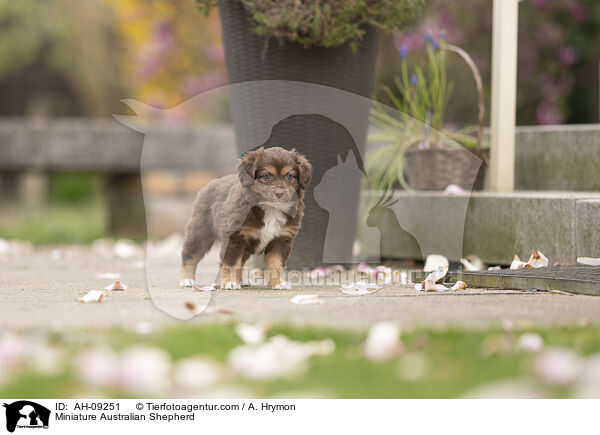 Miniature Australian Shepherd / Miniature Australian Shepherd / AH-09251