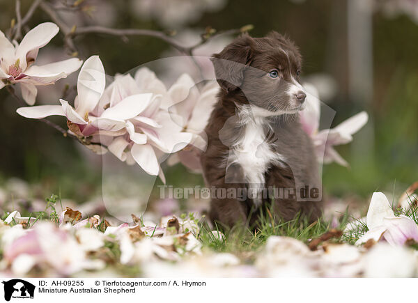 Miniature Australian Shepherd / Miniature Australian Shepherd / AH-09255