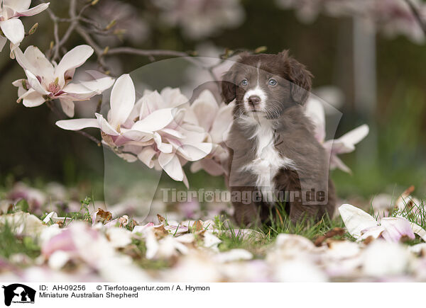 Miniature Australian Shepherd / Miniature Australian Shepherd / AH-09256