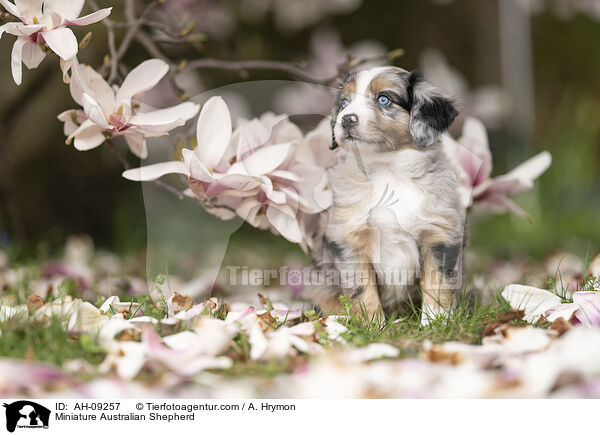 Miniature Australian Shepherd / Miniature Australian Shepherd / AH-09257