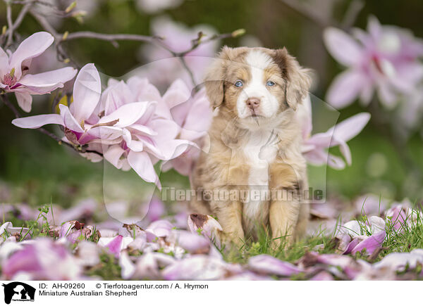Miniature Australian Shepherd / Miniature Australian Shepherd / AH-09260