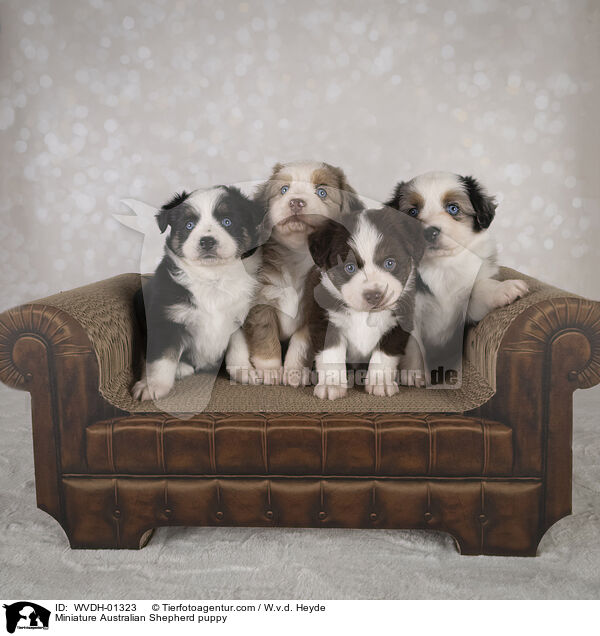 Miniature Australian Shepherd Welpe / Miniature Australian Shepherd puppy / WVDH-01323