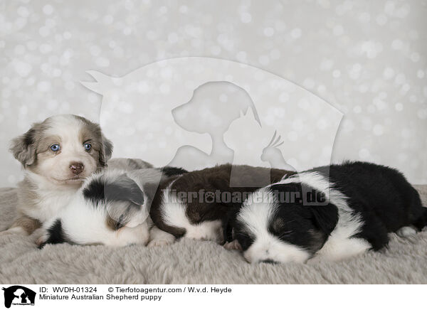 Miniature Australian Shepherd Welpe / Miniature Australian Shepherd puppy / WVDH-01324