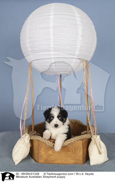 Miniature Australian Shepherd Welpe / Miniature Australian Shepherd puppy / WVDH-01326