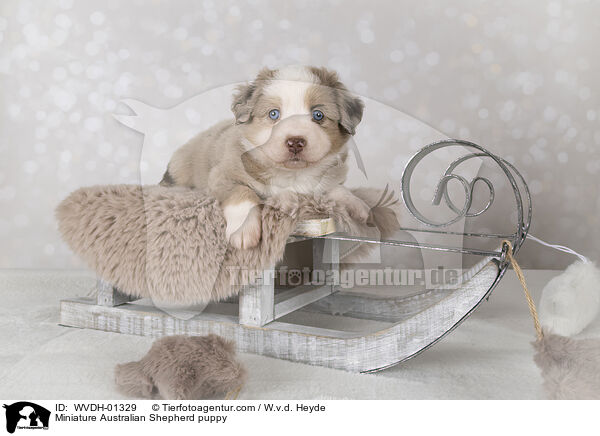 Miniature Australian Shepherd Welpe / Miniature Australian Shepherd puppy / WVDH-01329