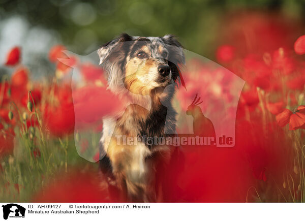 Miniature Australian Shepherd / Miniature Australian Shepherd / AH-09427