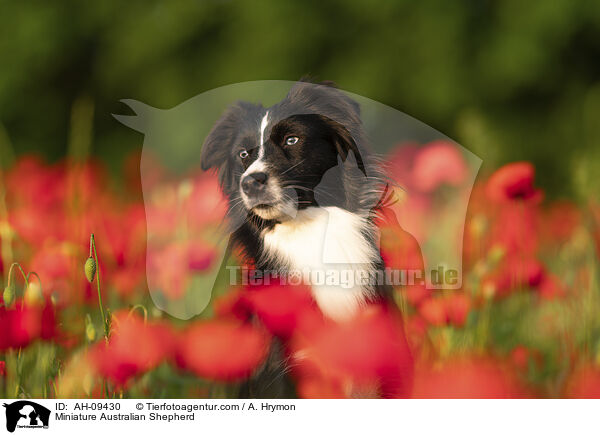 Miniature Australian Shepherd / Miniature Australian Shepherd / AH-09430