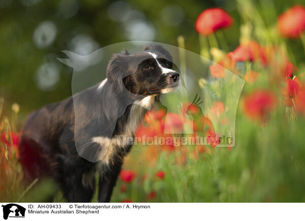 Miniature Australian Shepherd / Miniature Australian Shepherd / AH-09433