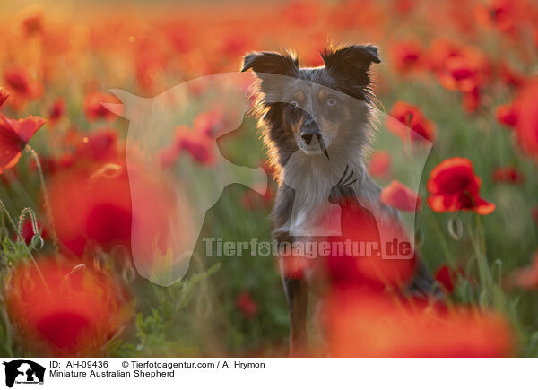 Miniature Australian Shepherd / Miniature Australian Shepherd / AH-09436