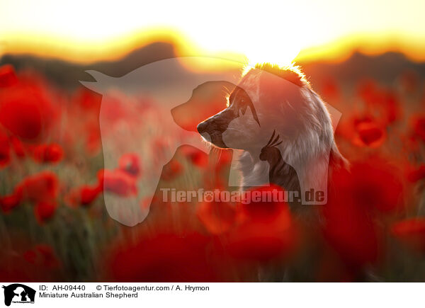 Miniature Australian Shepherd / Miniature Australian Shepherd / AH-09440