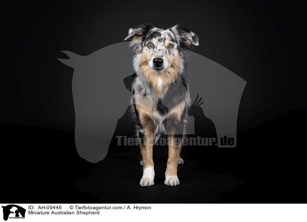 Miniature Australian Shepherd / Miniature Australian Shepherd / AH-09446