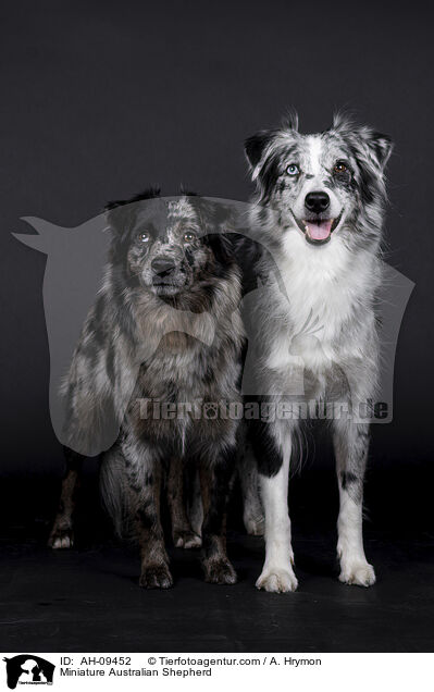 Miniature Australian Shepherd / Miniature Australian Shepherd / AH-09452