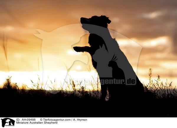 Miniature Australian Shepherd / Miniature Australian Shepherd / AH-09488