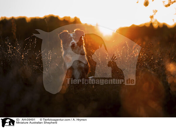 Miniature Australian Shepherd / Miniature Australian Shepherd / AH-09491