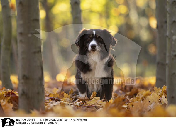 Miniature Australian Shepherd / Miniature Australian Shepherd / AH-09493