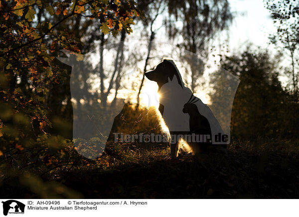 Miniature Australian Shepherd / Miniature Australian Shepherd / AH-09496