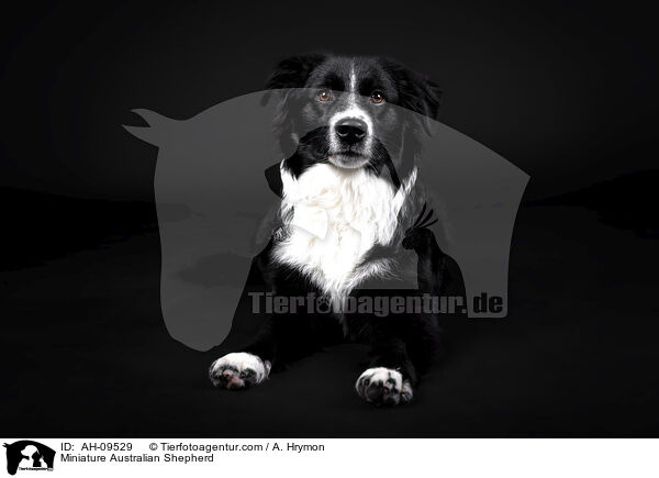 Miniature Australian Shepherd / Miniature Australian Shepherd / AH-09529