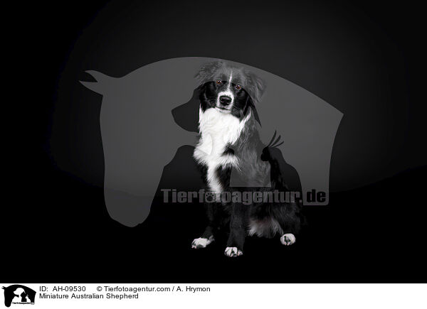 Miniature Australian Shepherd / Miniature Australian Shepherd / AH-09530