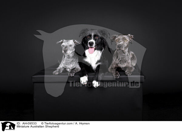 Miniature Australian Shepherd / Miniature Australian Shepherd / AH-09533